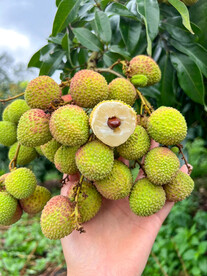 荔枝