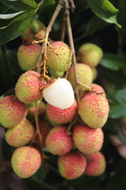 荔枝
