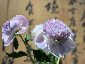 国家植物园临展鲜花