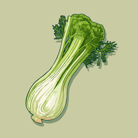 茴香蔬菜手绘矢量插画