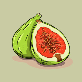 无花果水果手绘矢量插画