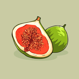无花果水果手绘矢量插画