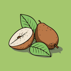 红梨水果手绘矢量插画