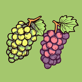 葡萄水果手绘矢量插画