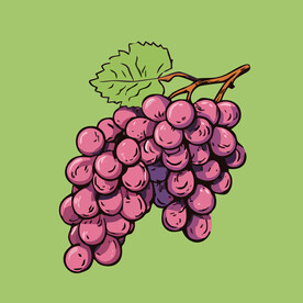 葡萄水果手绘矢量插画