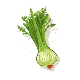 茴香蔬菜手绘矢量插画