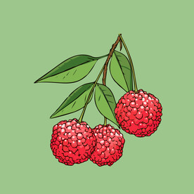 荔枝水果手绘矢量插画