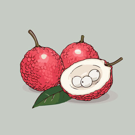 荔枝水果手绘矢量插画