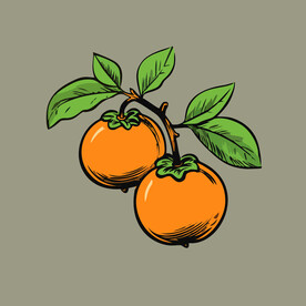 柿子水果手绘矢量插画