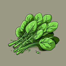 菠菜蔬菜手绘矢量插画