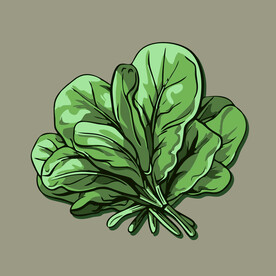 菠菜蔬菜手绘矢量插画