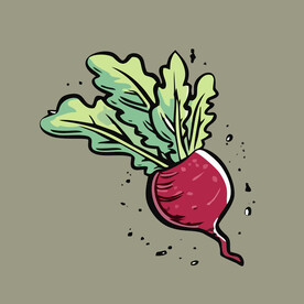 甜菜蔬菜手绘矢量插画