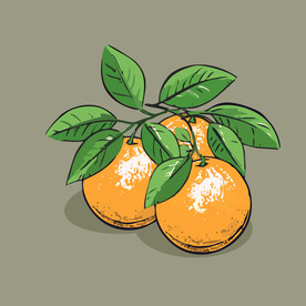 橙子水果手绘矢量插画
