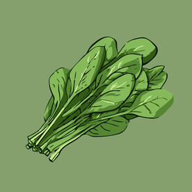 菠菜蔬菜手绘矢量插画