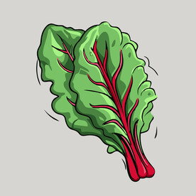 甜菜蔬菜手绘矢量插画