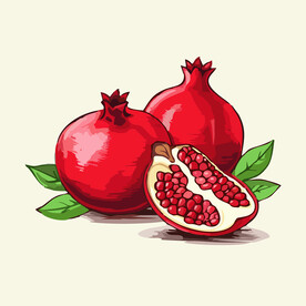 石榴水果手绘矢量插画