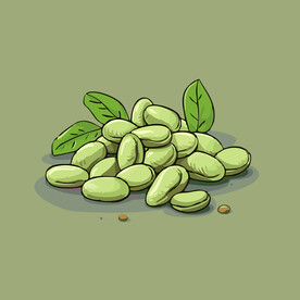 蚕豆蔬菜手绘矢量插画