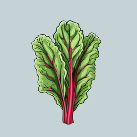 甜菜蔬菜手绘矢量插画