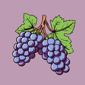 葡萄水果手绘矢量插画