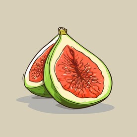 无花果热带水果手绘矢量插画