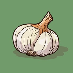 大蒜蔬菜手绘矢量插画