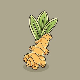 生姜蔬菜手绘矢量插画