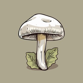 美味蘑菇蔬菜手绘矢量插画