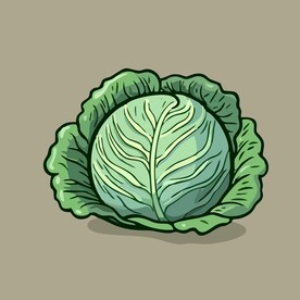 美味包菜蔬菜手绘矢量插画