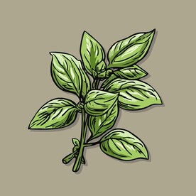 美味罗勒蔬菜手绘矢量插画