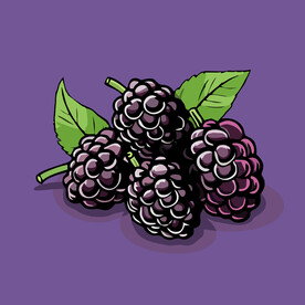 手绘桑椹水果矢量插图卡通美食