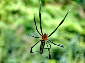 蜘蛛
