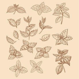 手绘版画薄荷叶