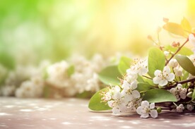 清晨阳光花朵水彩海报背景