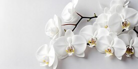 创意多彩花朵水彩海报背景