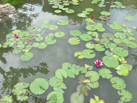 睡莲