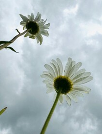 仰视白色大滨菊