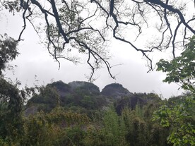 武夷山天游峰景区生态林