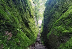 武夷山白云禅寺苔藓小道