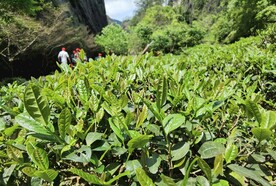 武夷岩茶树种金桂