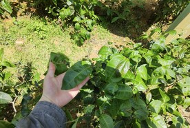 武夷岩茶树种 佛手