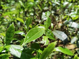 武夷岩茶树种 金毛猴