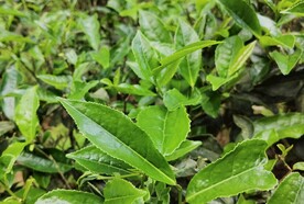 乌龙茶树种 凤凰单丛