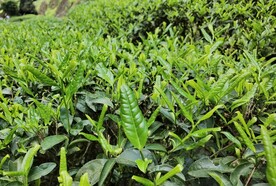 武夷岩茶树种 北斗