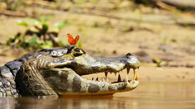 鳄鱼