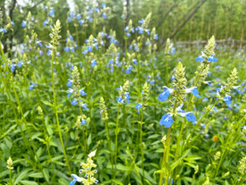 天蓝鼠尾草 