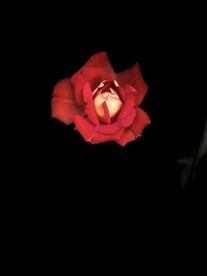 红玫瑰