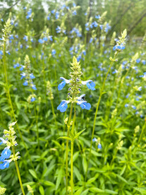 天蓝鼠尾草