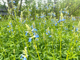 天蓝鼠尾草 
