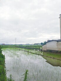 秧田 种禾苗 水稻