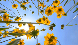 风中摇曳小雏菊黄色菊花